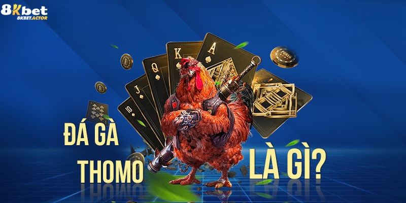 Tìm hiểu xem đá gà Thomo là gì? Tìm hiểu xem đá gà Thomo là gì?