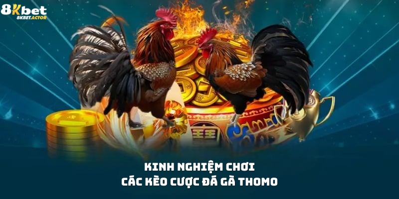 Kinh nghiệm tham gia các kèo cược đá gà Thomo Kinh nghiệm tham gia các kèo cược đá gà Thomo