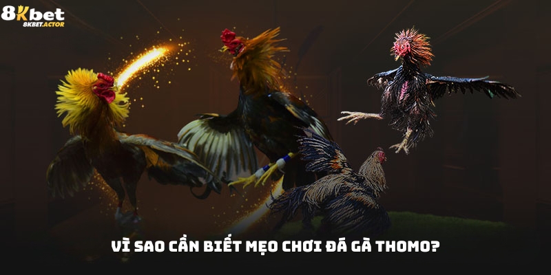 Vì sao cần biết mẹo chơi đá gà Thomo? Vì sao cần biết mẹo chơi đá gà Thomo?