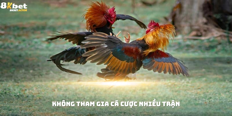 Kê thủ không nên tham gia quá nhiều trận mỗi ngày Kê thủ không nên tham gia quá nhiều trận mỗi ngày